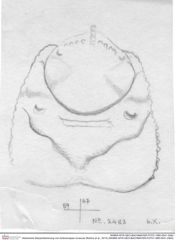 Historische Skizze/Zeichnung von Ambulocapsa novacula (Robins et al., 2013) (NHMW-AFW-GEO-BACHMAYER-FOTO-1990-0041-2483)